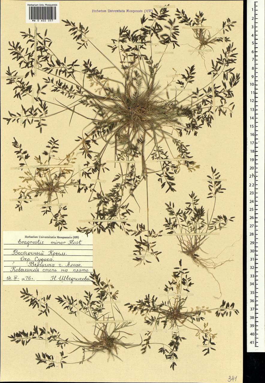 Eragrostis minor Host, Crimea (KRYM) (Russia)