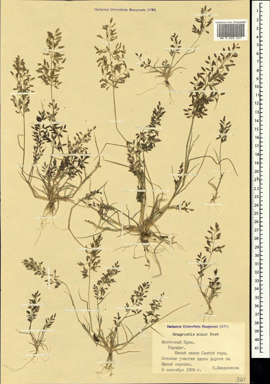 Eragrostis minor Host, Crimea (KRYM) (Russia)