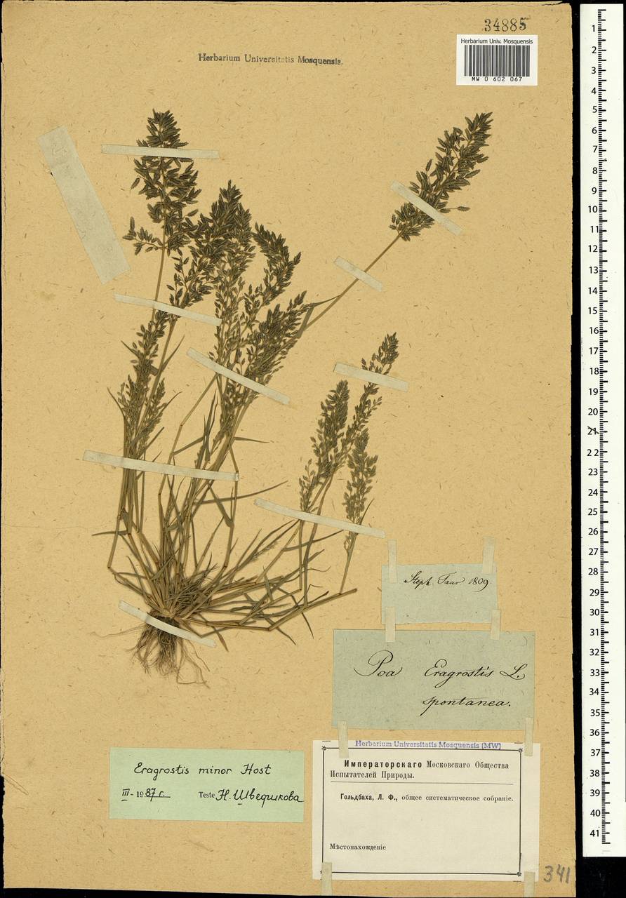 Eragrostis minor Host, Crimea (KRYM) (Russia)