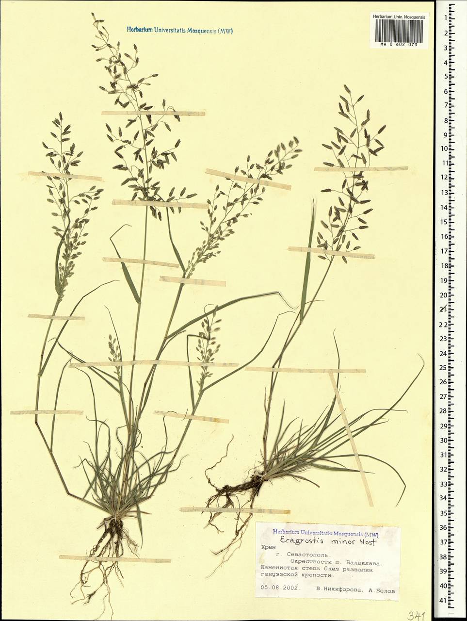 Eragrostis minor Host, Crimea (KRYM) (Russia)