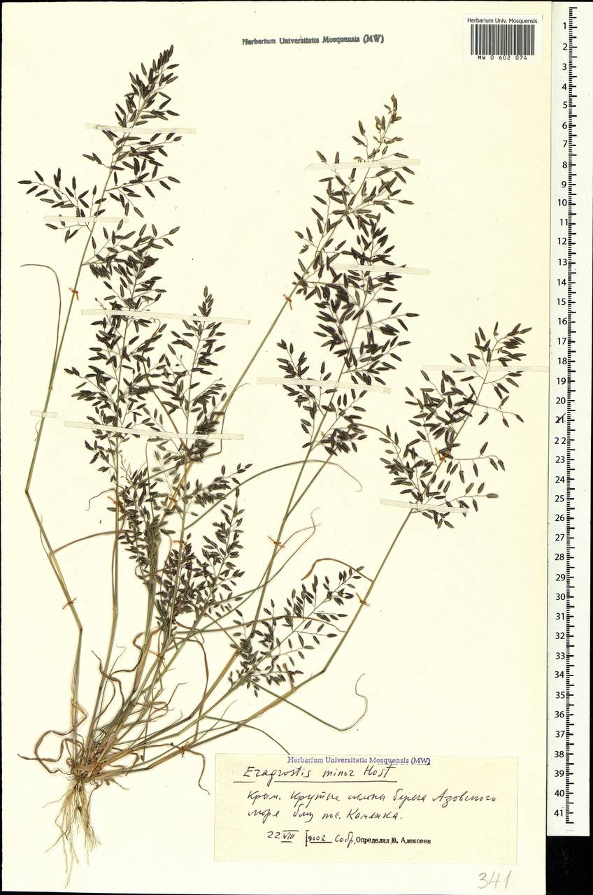 Eragrostis minor Host, Crimea (KRYM) (Russia)