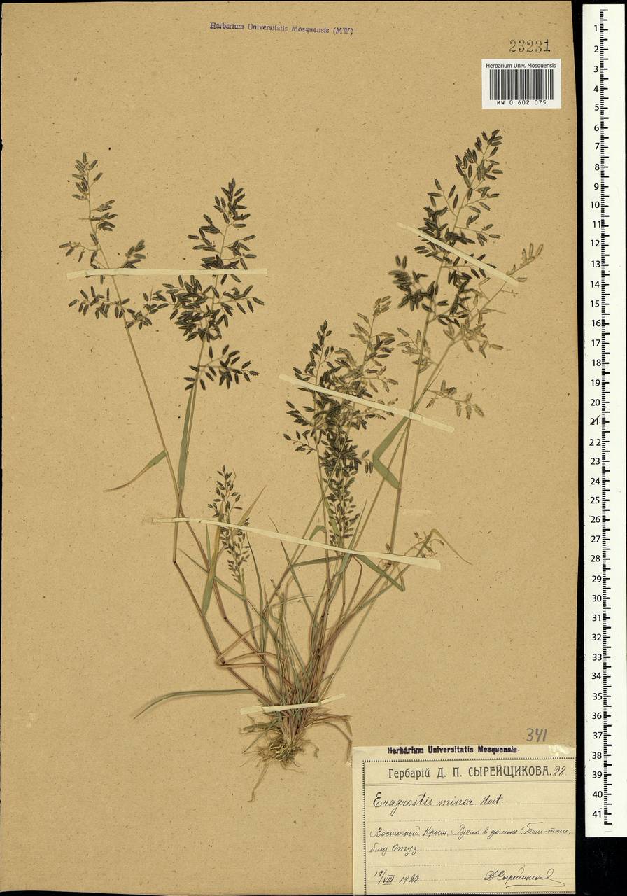 Eragrostis minor Host, Crimea (KRYM) (Russia)
