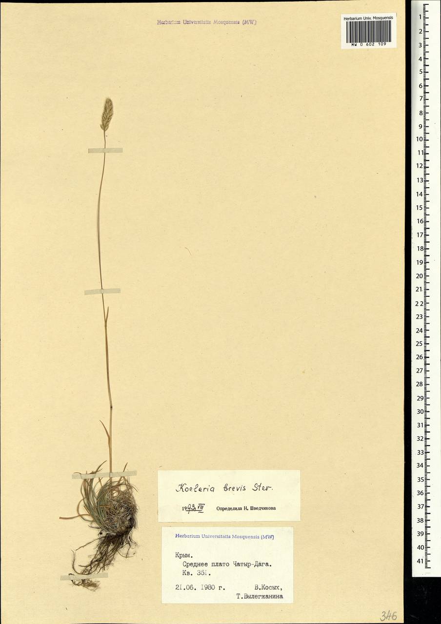 Koeleria brevis Steven, Crimea (KRYM) (Russia)