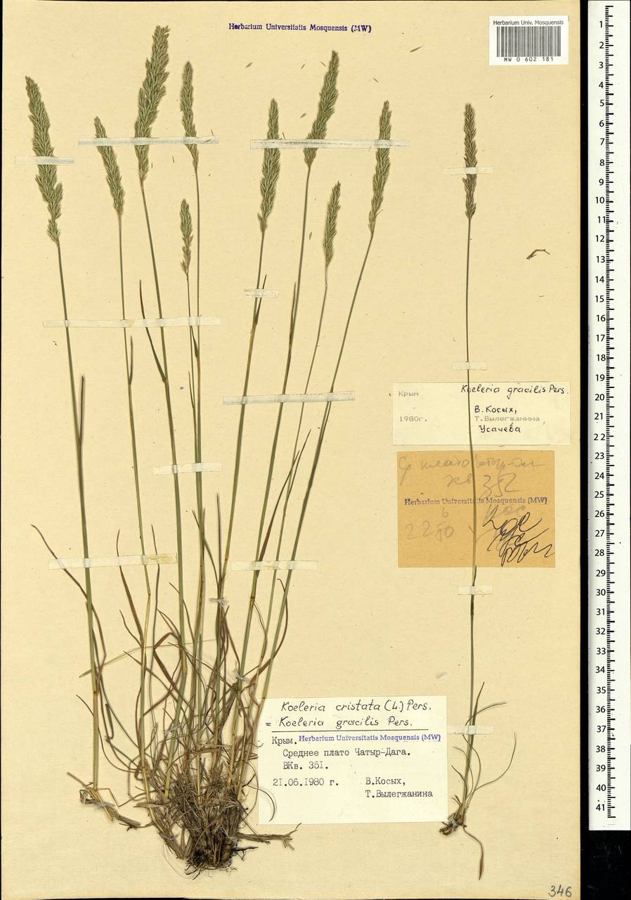 Koeleria pyramidata (Lam.) P.Beauv., Crimea (KRYM) (Russia)