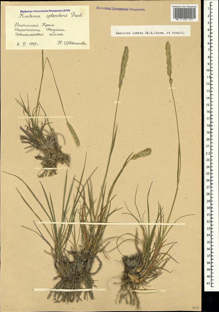 Koeleria brevis Steven, Crimea (KRYM) (Russia)