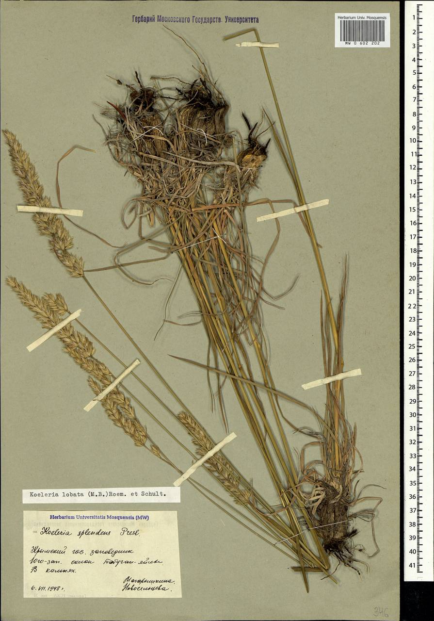 Koeleria brevis Steven, Crimea (KRYM) (Russia)