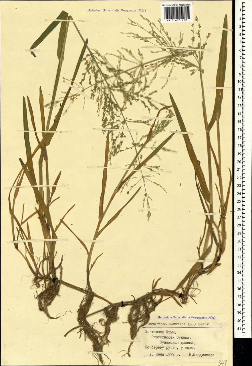 Catabrosa aquatica (L.) P.Beauv., Crimea (KRYM) (Russia)