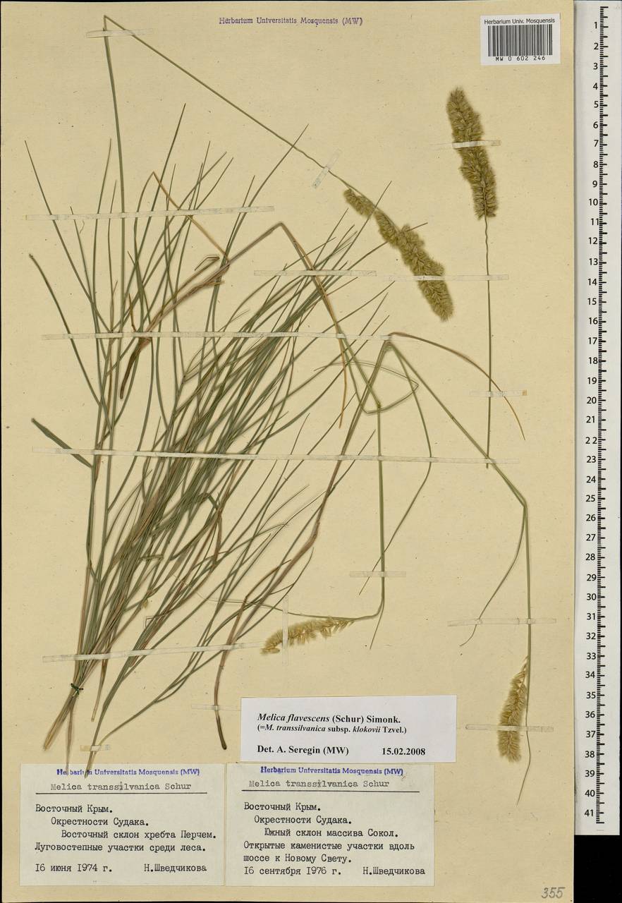 Melica ciliata L., Crimea (KRYM) (Russia)