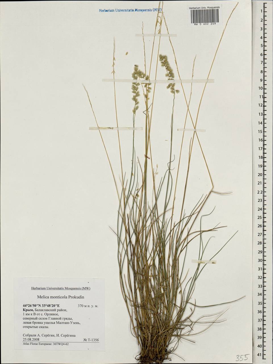 Melica ciliata L., Crimea (KRYM) (Russia)
