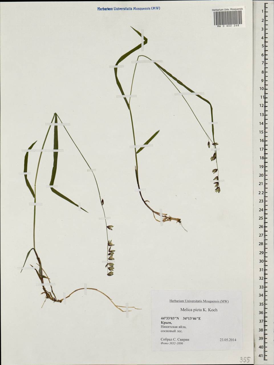 Melica picta K.Koch, Crimea (KRYM) (Russia)