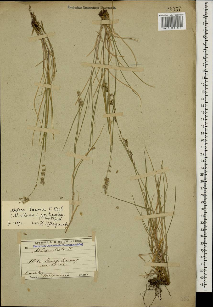 Melica ciliata L., Crimea (KRYM) (Russia)