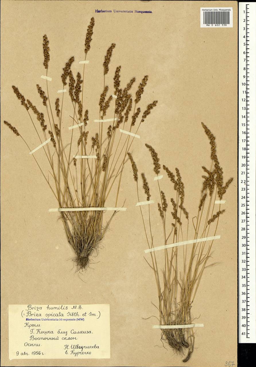 Briza humilis M.Bieb., Crimea (KRYM) (Russia)