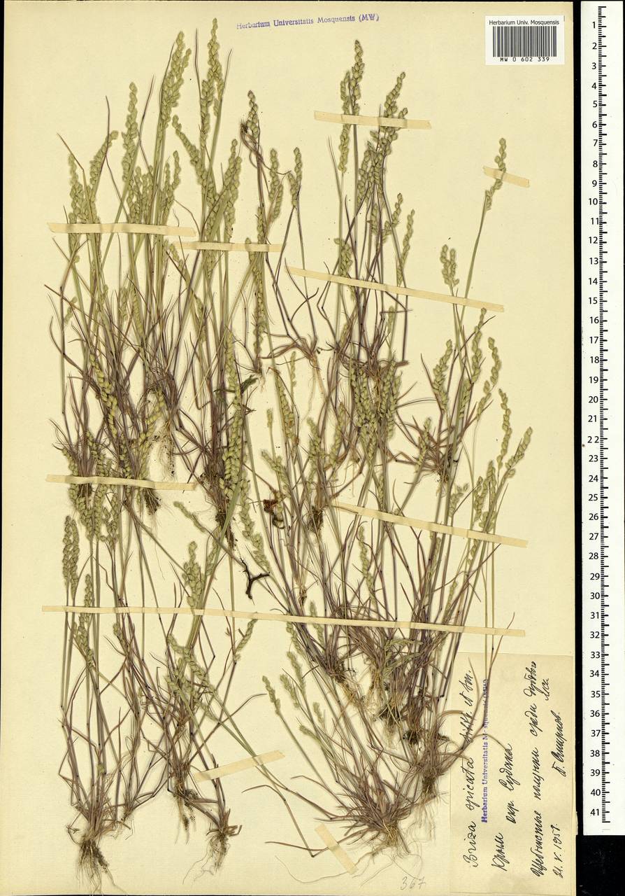 Briza humilis M.Bieb., Crimea (KRYM) (Russia)