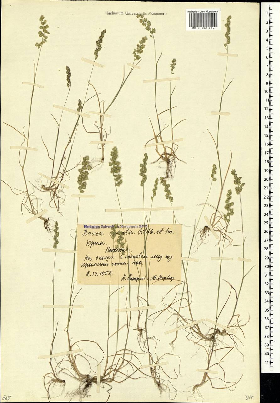 Briza humilis M.Bieb., Crimea (KRYM) (Russia)