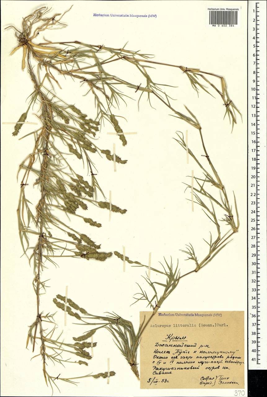 Aeluropus littoralis (Gouan) Parl., Crimea (KRYM) (Russia)