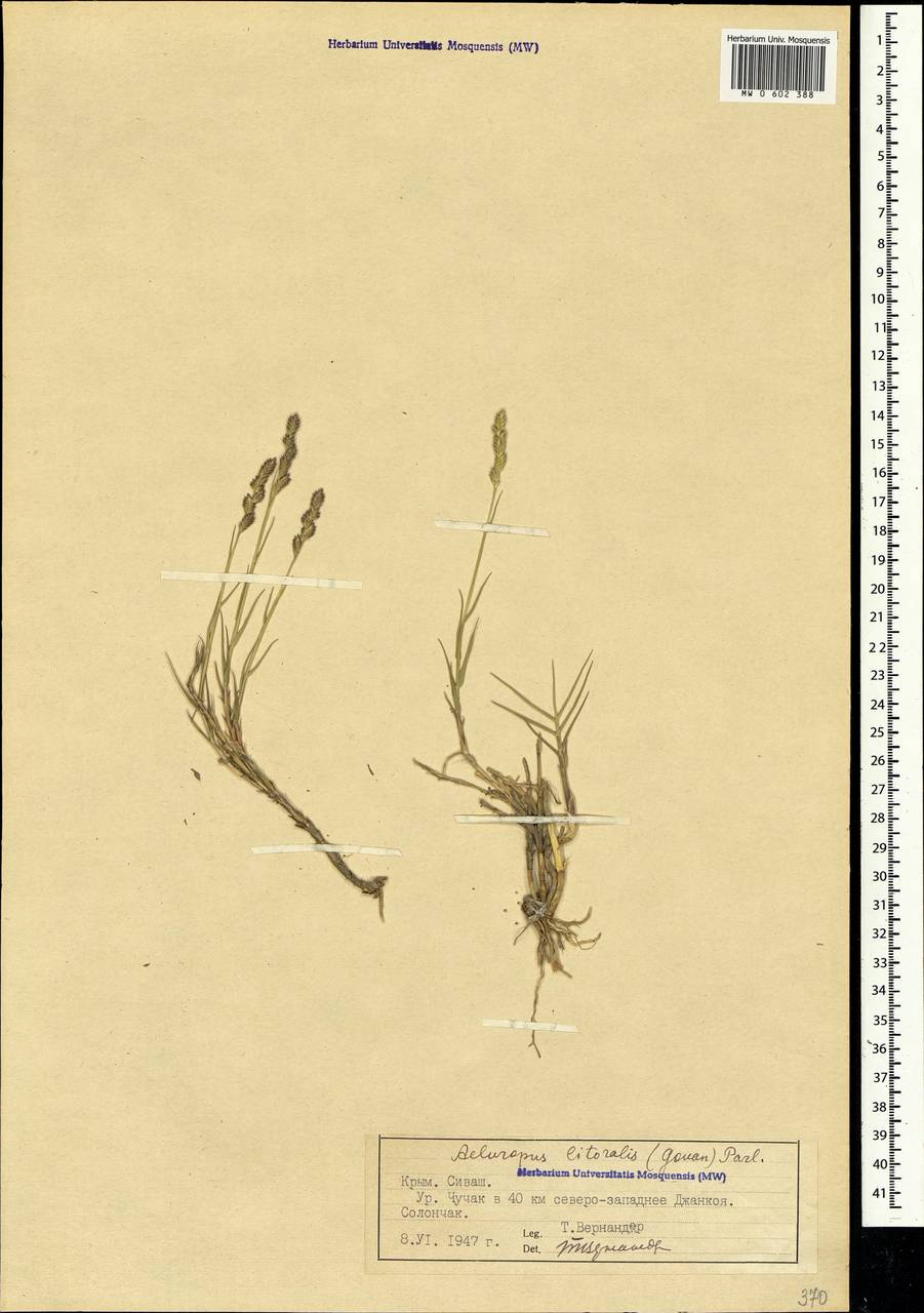 Aeluropus littoralis (Gouan) Parl., Crimea (KRYM) (Russia)
