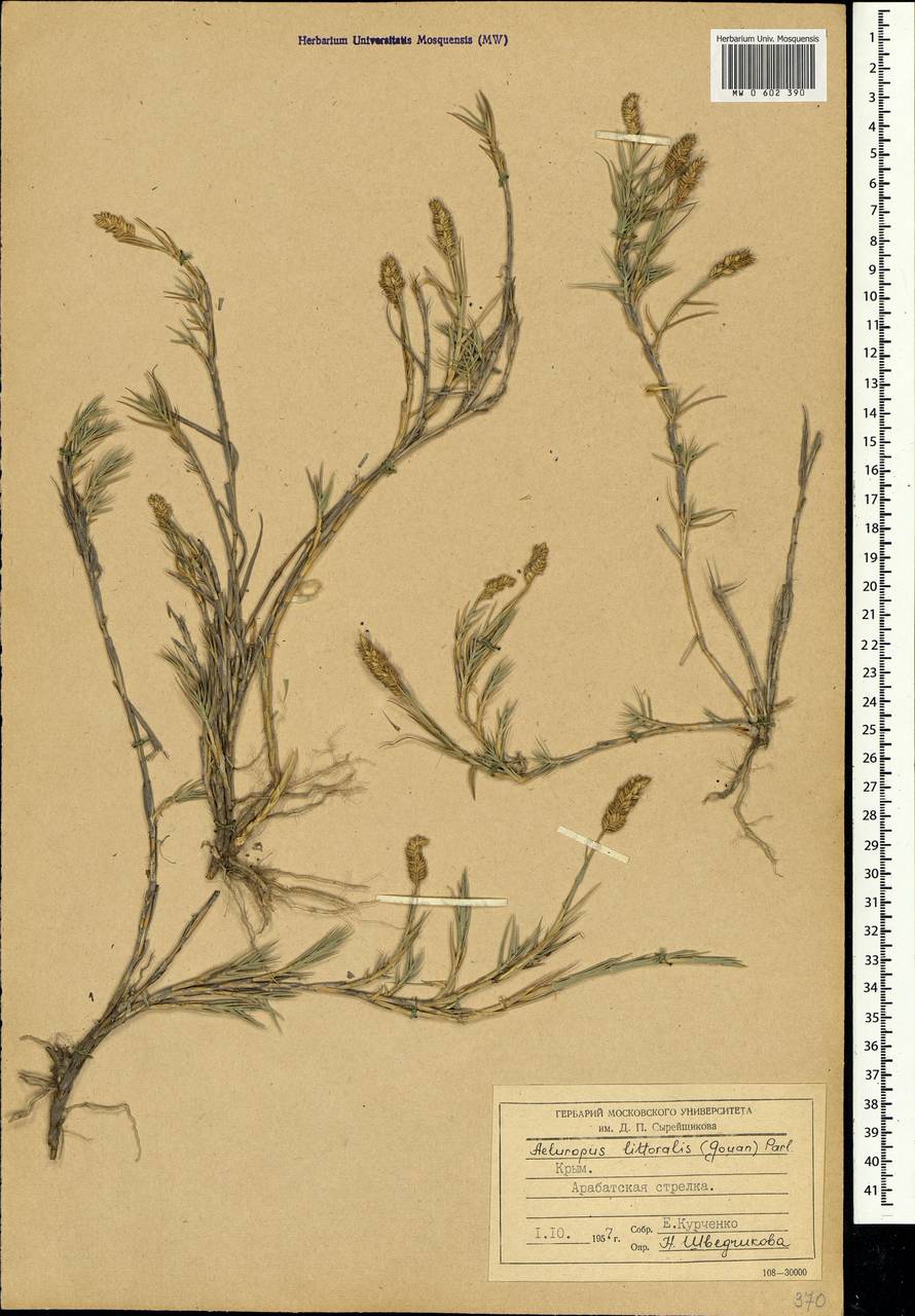 Aeluropus littoralis (Gouan) Parl., Crimea (KRYM) (Russia)