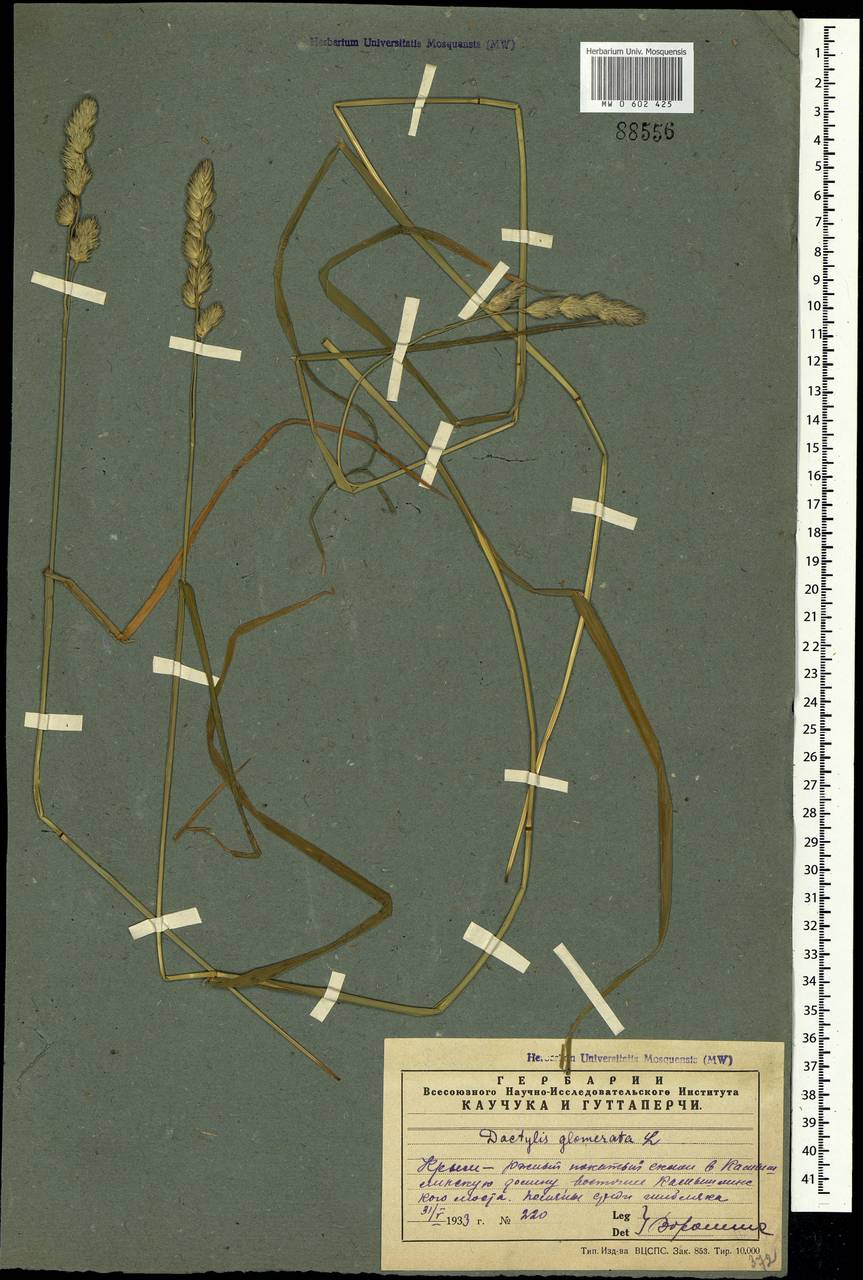 Dactylis glomerata L., Crimea (KRYM) (Russia)