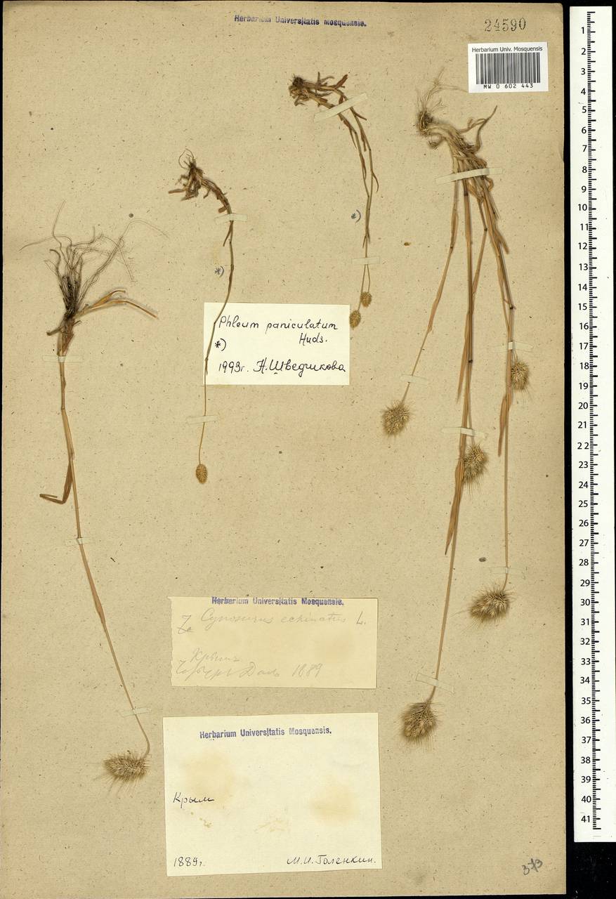 Cynosurus echinatus L., Crimea (KRYM) (Russia)