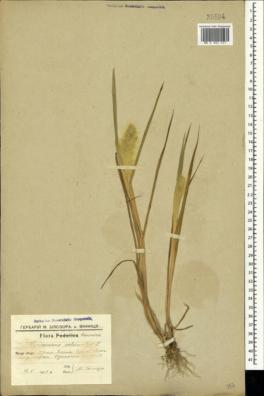 Cynosurus echinatus L., Crimea (KRYM) (Russia)