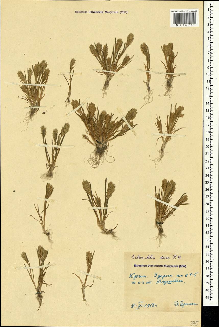 Sclerochloa dura (L.) P.Beauv., Crimea (KRYM) (Russia)
