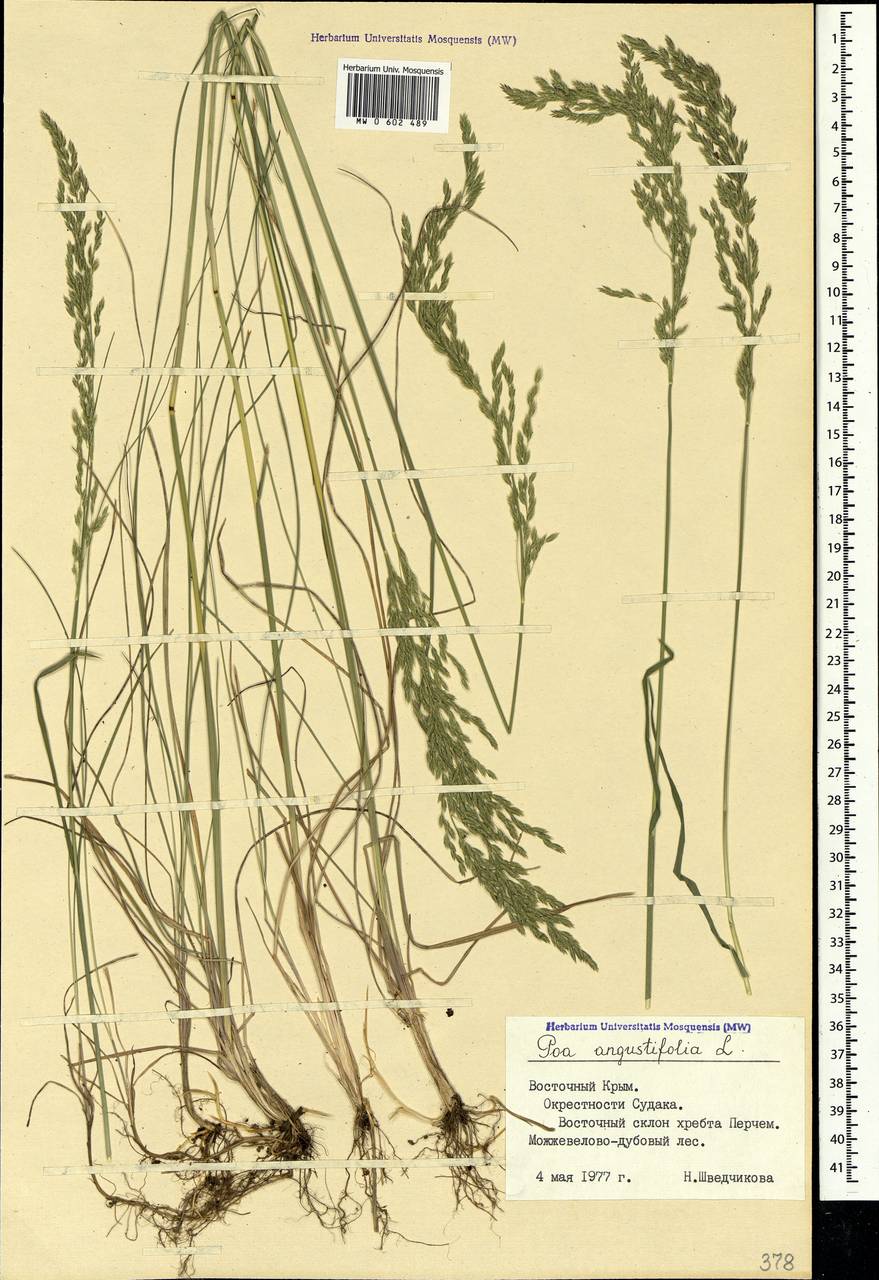 Poa angustifolia L., Crimea (KRYM) (Russia)