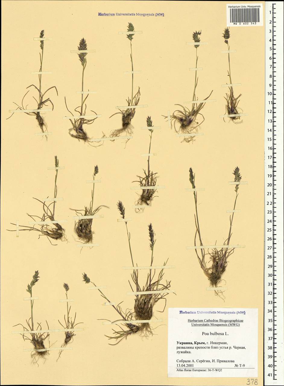 Poa bulbosa L., Crimea (KRYM) (Russia)