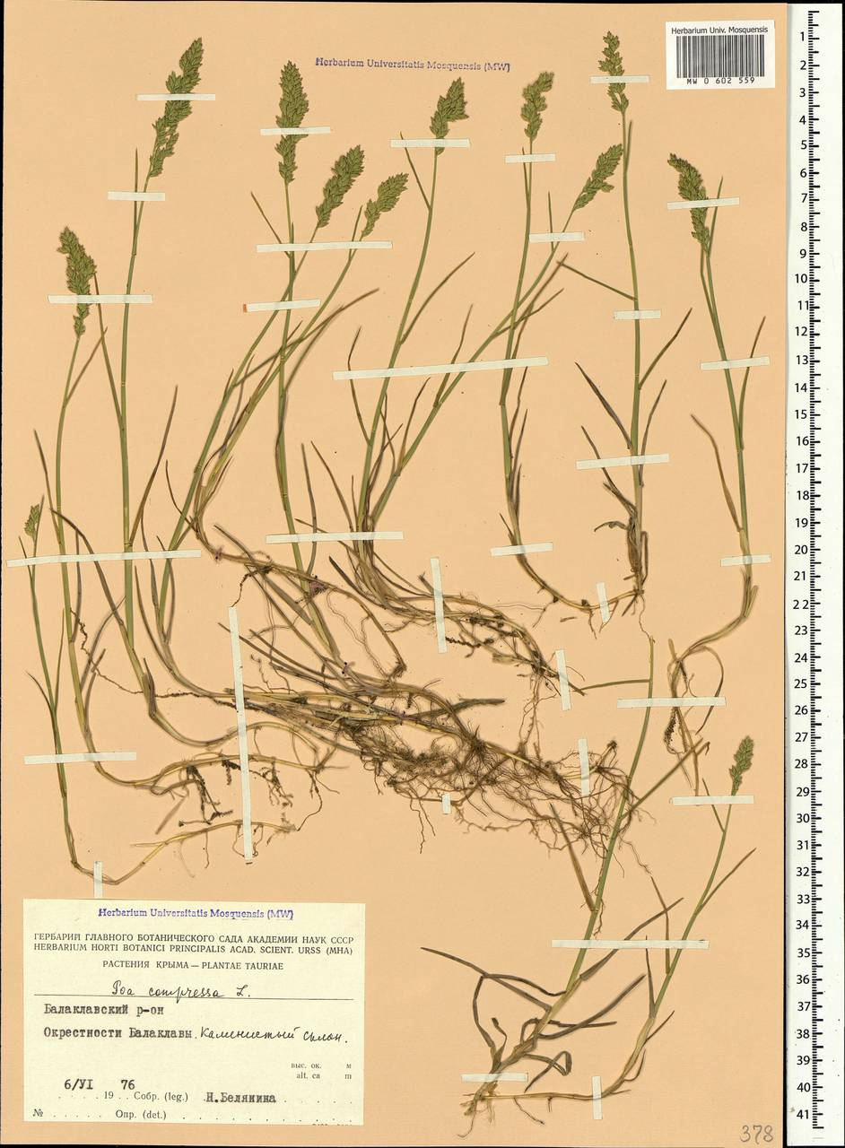 Poa compressa L., Crimea (KRYM) (Russia)