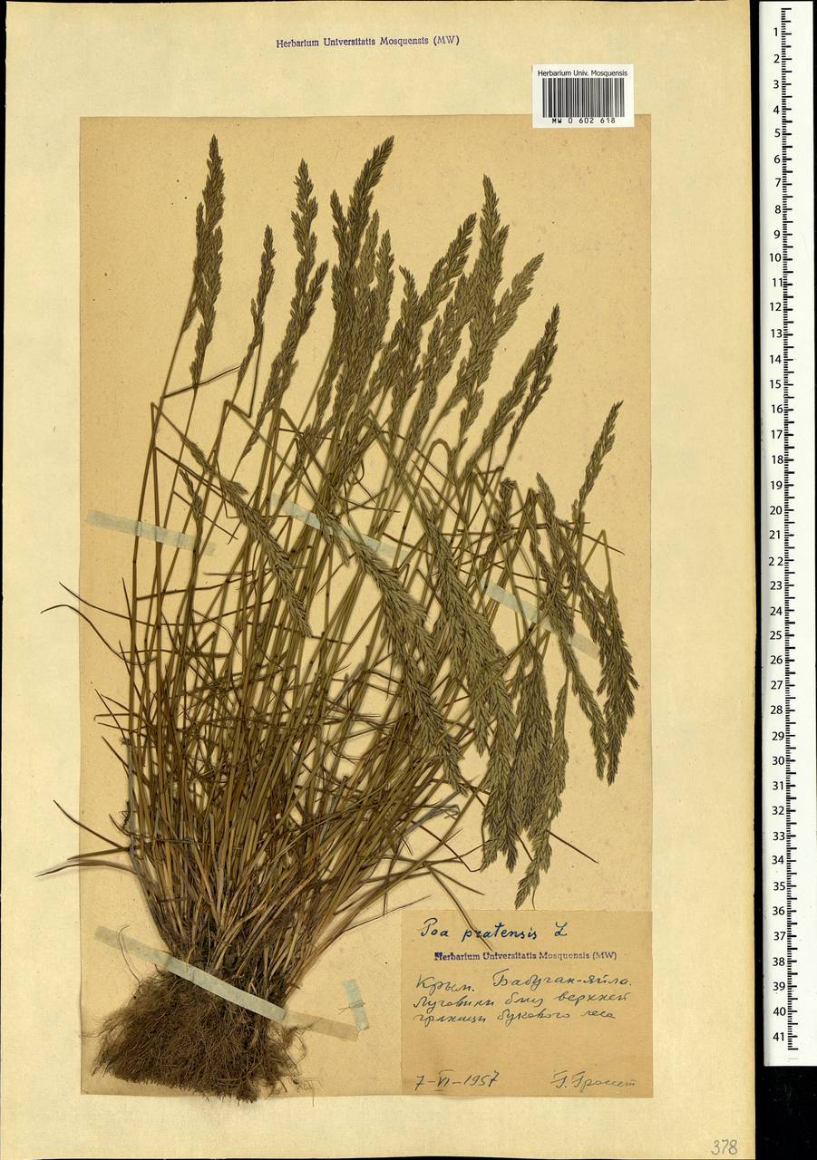 Poa pratensis L., Crimea (KRYM) (Russia)
