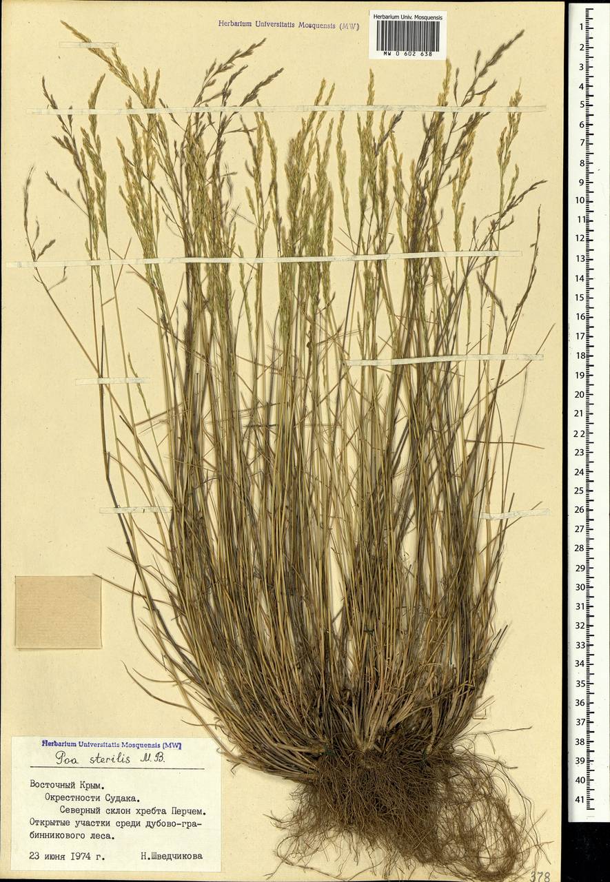 Poa sterilis M.Bieb., Crimea (KRYM) (Russia)