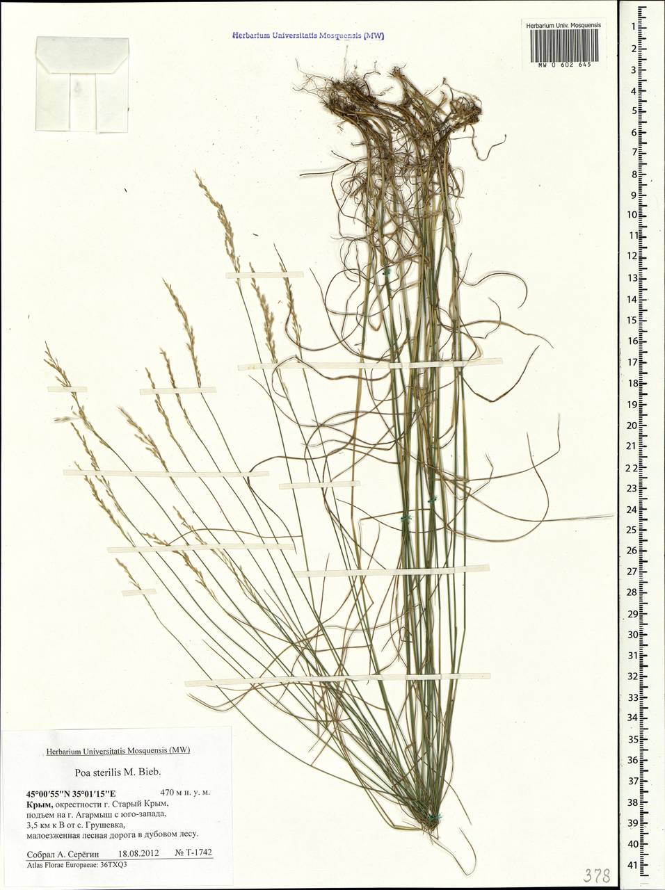 Poa sterilis M.Bieb., Crimea (KRYM) (Russia)