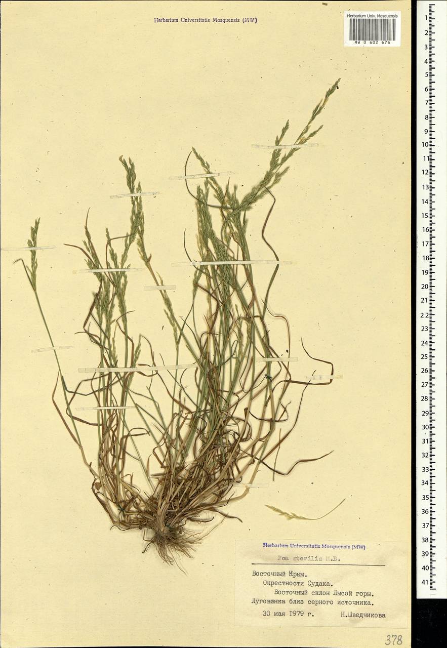 Poa sterilis M.Bieb., Crimea (KRYM) (Russia)
