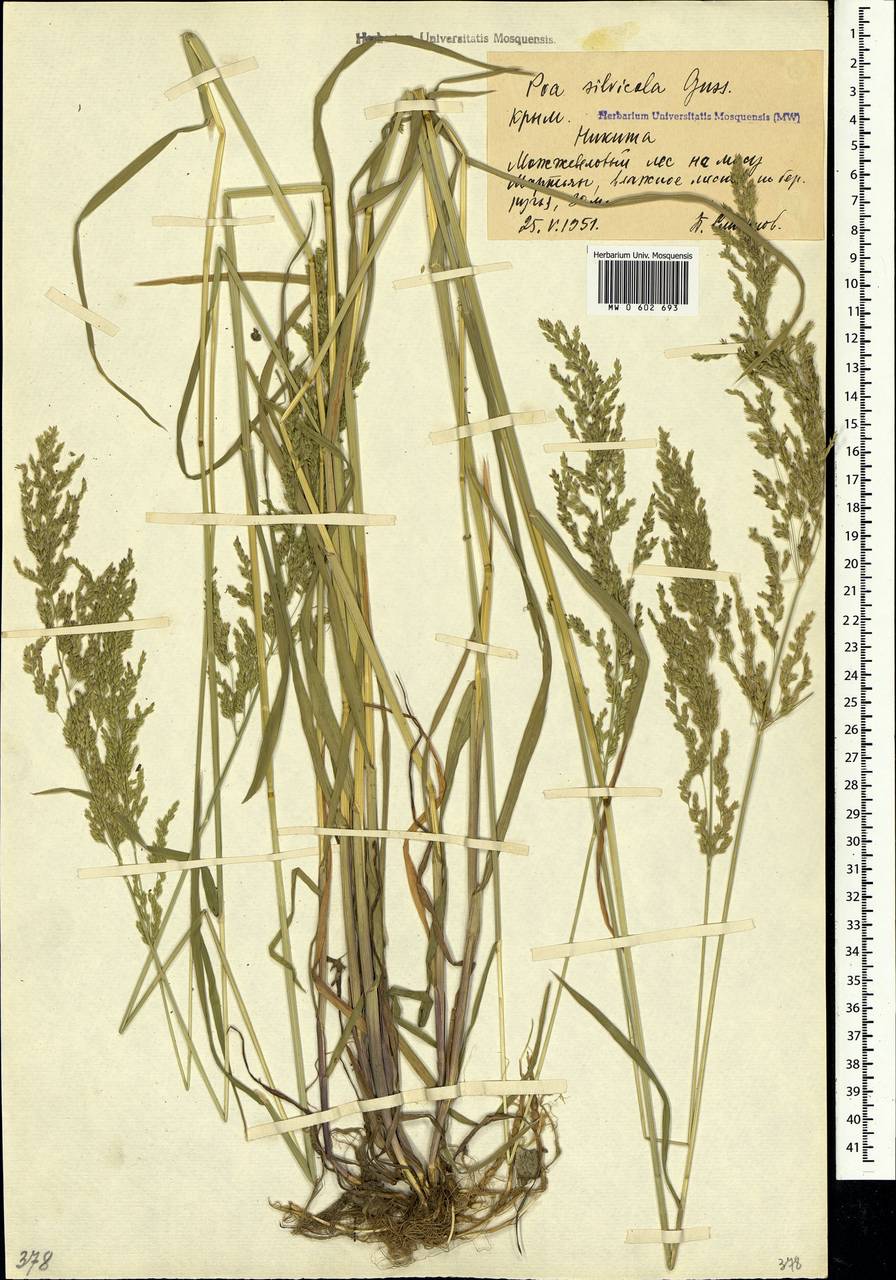 Poa trivialis L., Crimea (KRYM) (Russia)