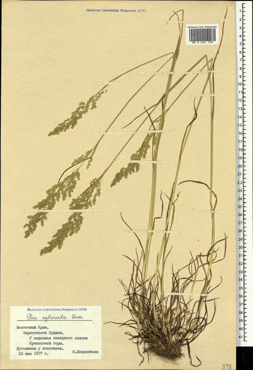 Poa trivialis L., Crimea (KRYM) (Russia)