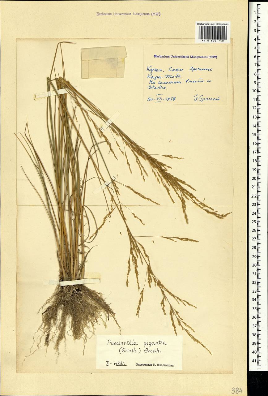 Puccinellia gigantea (Grossh.) Grossh., Crimea (KRYM) (Russia)