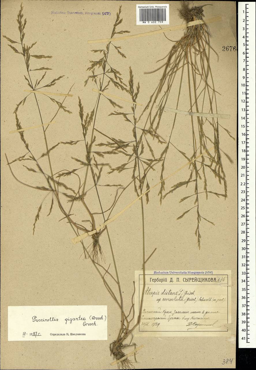 Puccinellia gigantea (Grossh.) Grossh., Crimea (KRYM) (Russia)