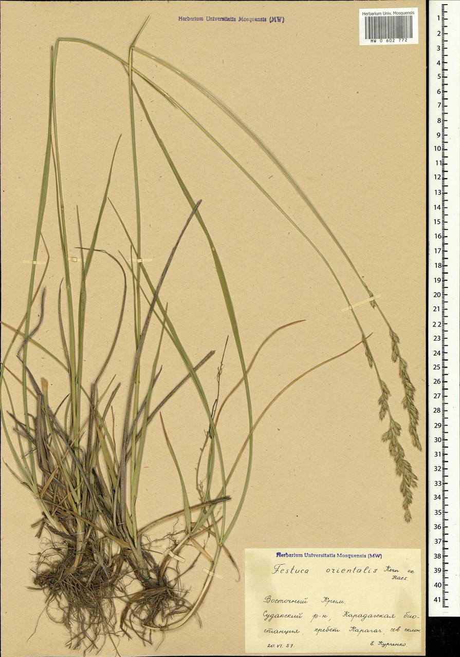 Festuca orientalis (Boiss.) B.Fedtsch., Crimea (KRYM) (Russia)