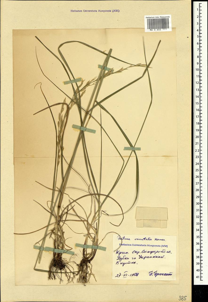 Festuca orientalis (Boiss.) B.Fedtsch., Crimea (KRYM) (Russia)