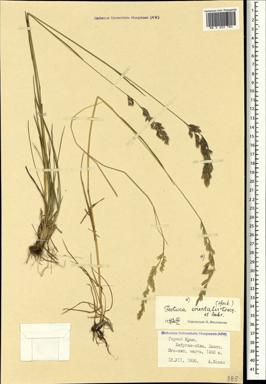Festuca orientalis (Boiss.) B.Fedtsch., Crimea (KRYM) (Russia)