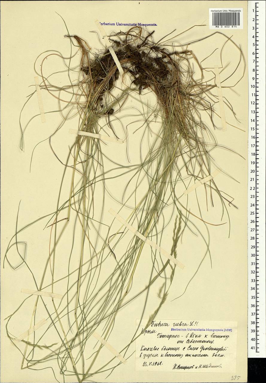 Festuca rubra L., Crimea (KRYM) (Russia)