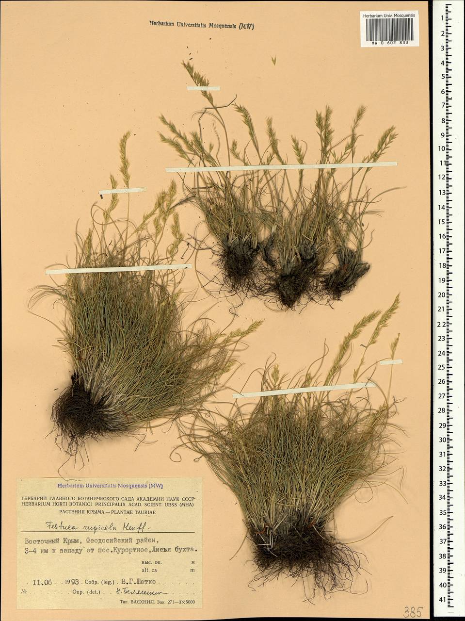 Festuca valesiaca Schleich. ex Gaudin, Crimea (KRYM) (Russia)