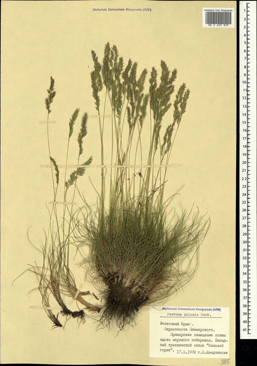 Festuca valesiaca Schleich. ex Gaudin, Crimea (KRYM) (Russia)
