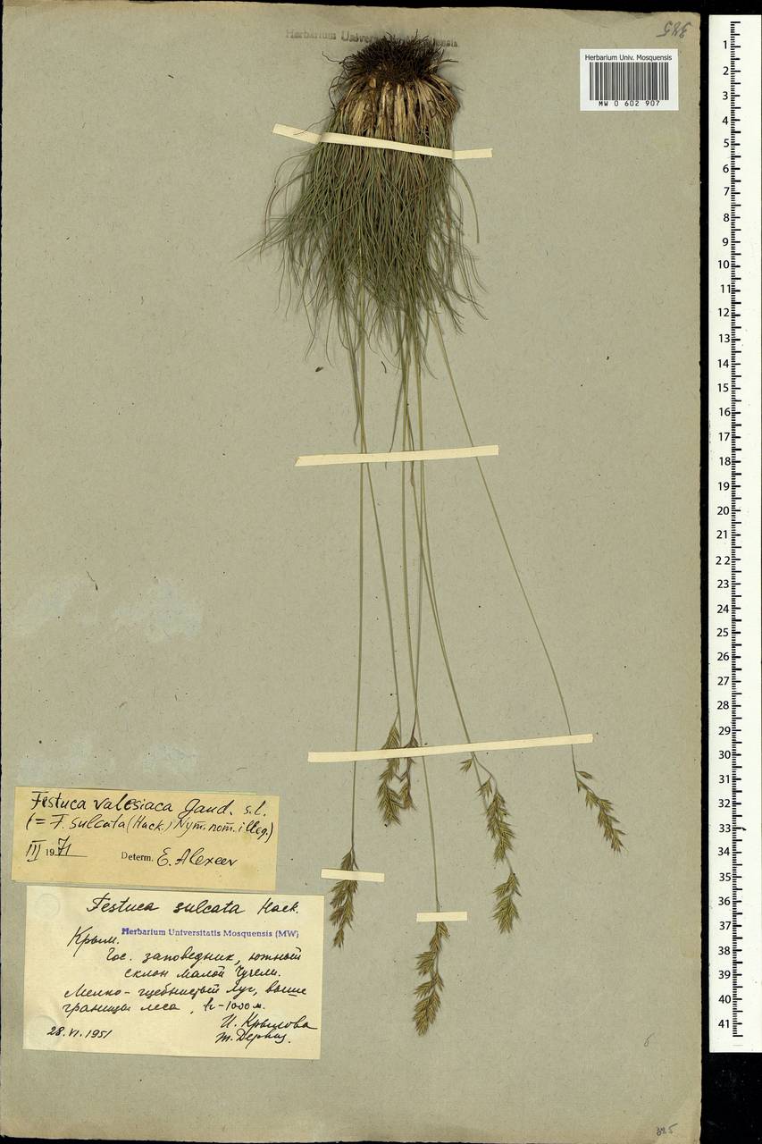Festuca valesiaca Schleich. ex Gaudin, Crimea (KRYM) (Russia)