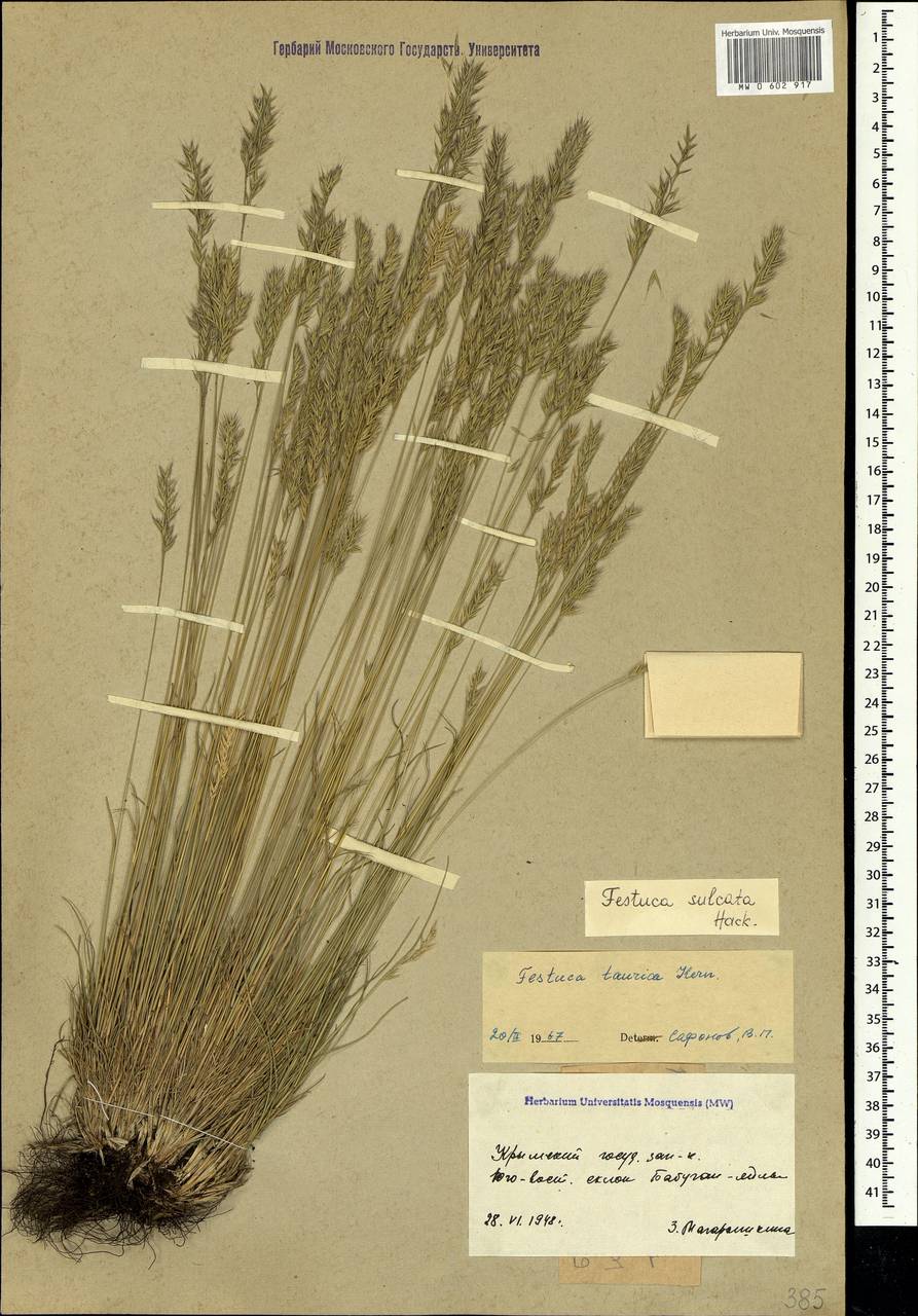 Festuca valesiaca Schleich. ex Gaudin, Crimea (KRYM) (Russia)