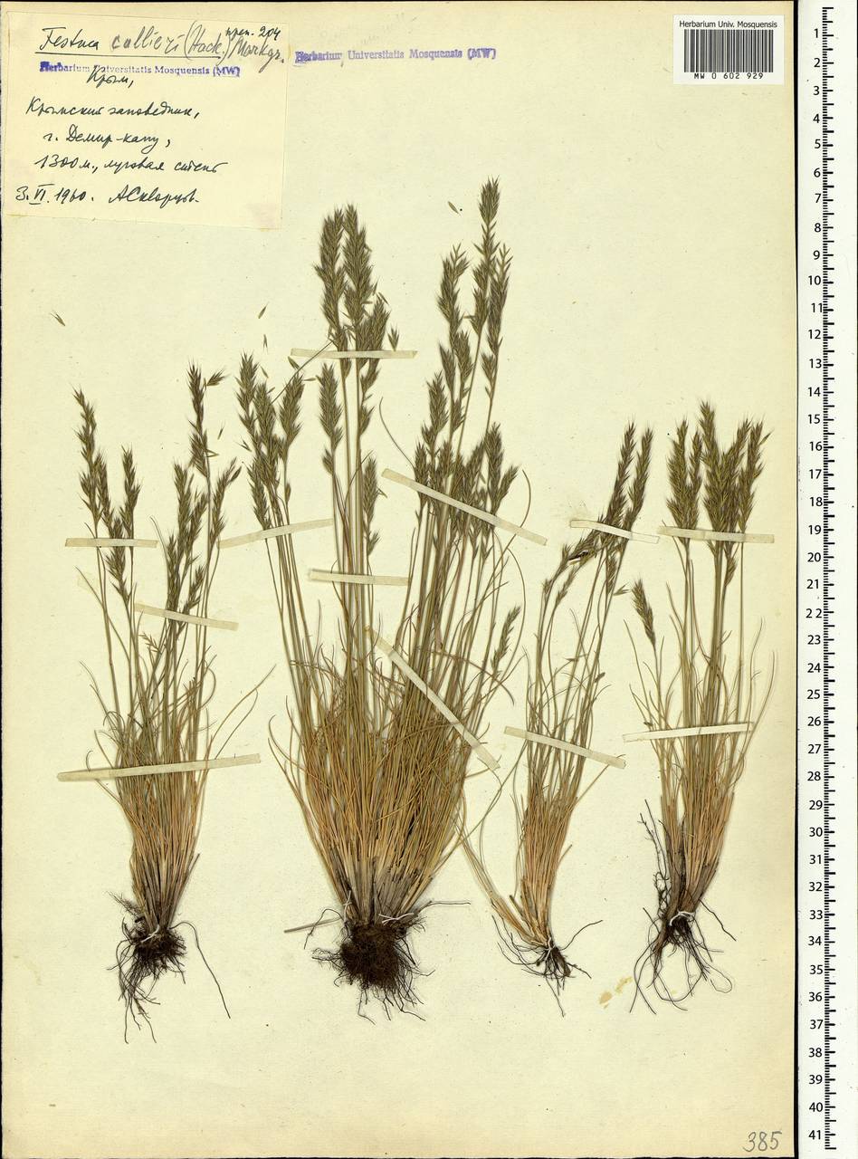 Festuca valesiaca Schleich. ex Gaudin, Crimea (KRYM) (Russia)