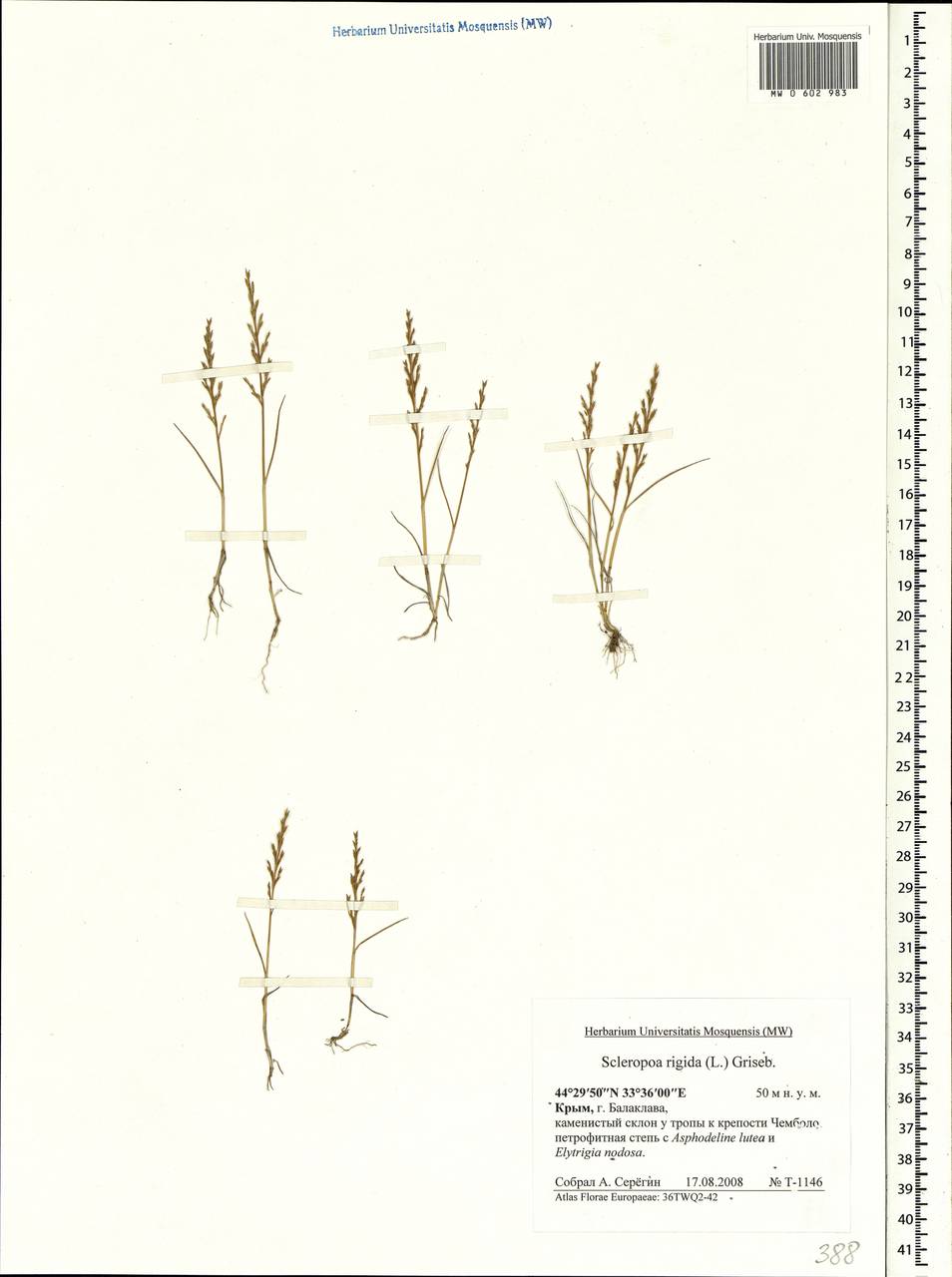 Catapodium rigidum (L.) C.E.Hubb., Crimea (KRYM) (Russia)