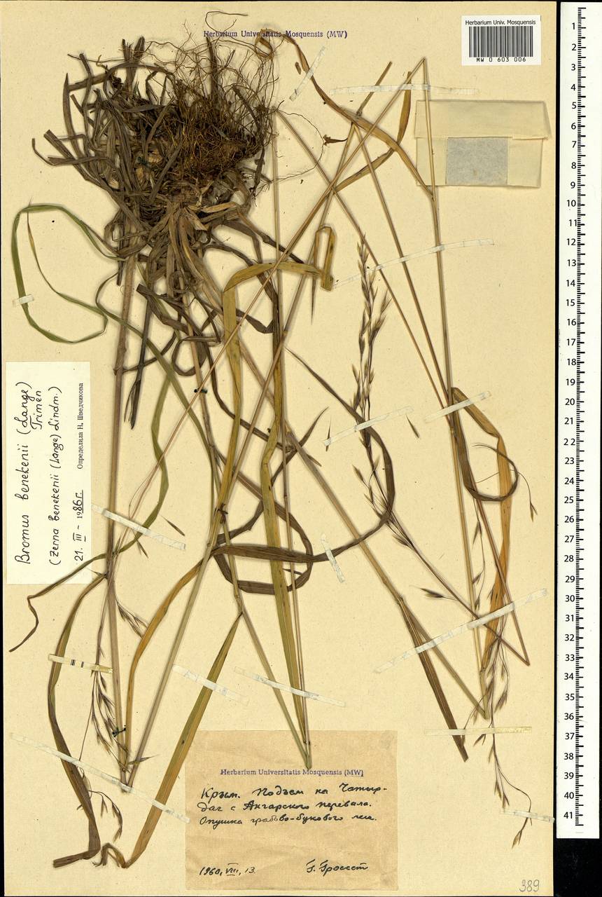 Bromus benekenii (Lange) Trimen, Crimea (KRYM) (Russia)