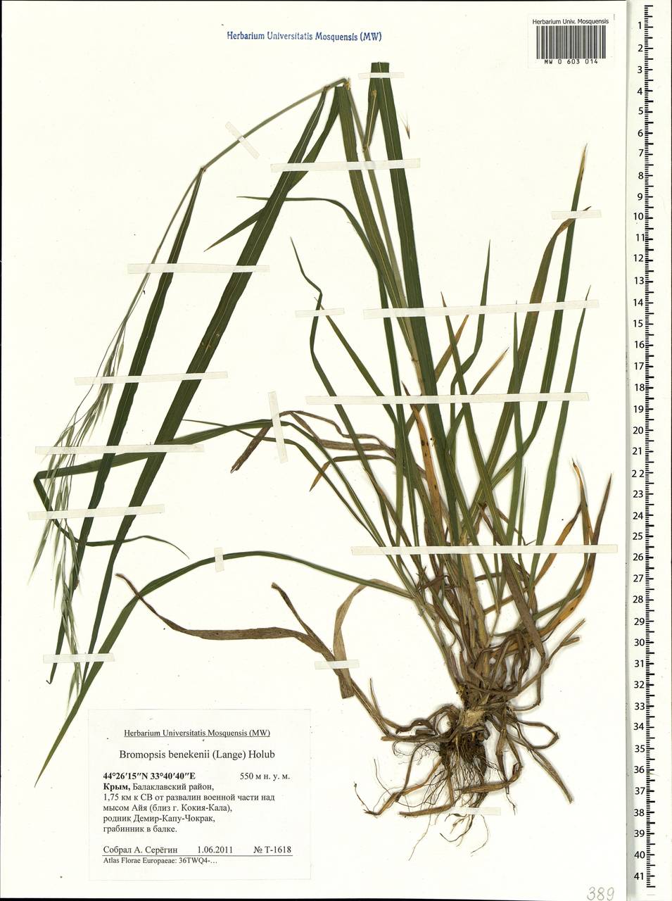 Bromus benekenii (Lange) Trimen, Crimea (KRYM) (Russia)