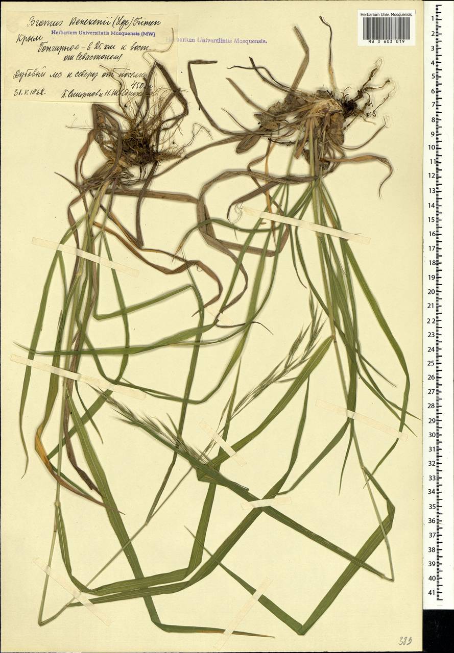 Bromus benekenii (Lange) Trimen, Crimea (KRYM) (Russia)
