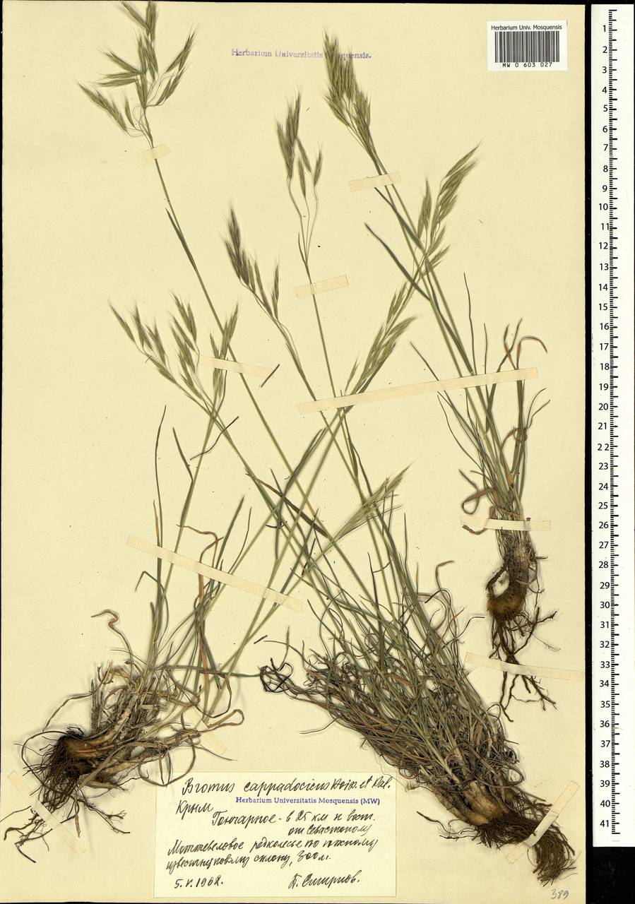 Bromus sclerophyllus Boiss., Crimea (KRYM) (Russia)